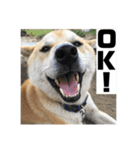 柴犬まろ③写真文字入り（個別スタンプ：3）