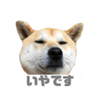 柴犬まろ③写真文字入り（個別スタンプ：4）
