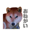 柴犬まろ③写真文字入り（個別スタンプ：5）