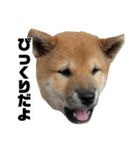 柴犬まろ③写真文字入り（個別スタンプ：7）