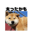 柴犬まろ③写真文字入り（個別スタンプ：8）