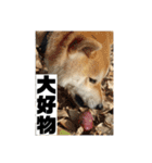 柴犬まろ③写真文字入り（個別スタンプ：9）