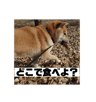 柴犬まろ③写真文字入り（個別スタンプ：10）