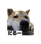 柴犬まろ③写真文字入り（個別スタンプ：11）