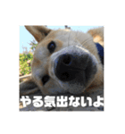 柴犬まろ③写真文字入り（個別スタンプ：12）