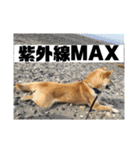 柴犬まろ③写真文字入り（個別スタンプ：13）