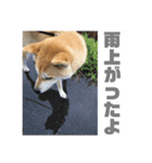 柴犬まろ③写真文字入り（個別スタンプ：14）