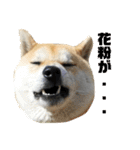 柴犬まろ③写真文字入り（個別スタンプ：15）