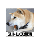 柴犬まろ③写真文字入り（個別スタンプ：16）