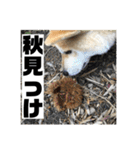 柴犬まろ③写真文字入り（個別スタンプ：18）