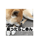 柴犬まろ③写真文字入り（個別スタンプ：19）