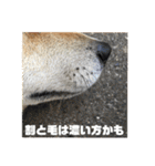 柴犬まろ③写真文字入り（個別スタンプ：20）