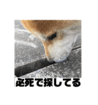 柴犬まろ③写真文字入り（個別スタンプ：21）