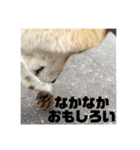 柴犬まろ③写真文字入り（個別スタンプ：23）