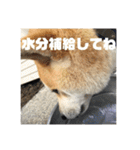 柴犬まろ③写真文字入り（個別スタンプ：24）