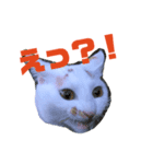 マロスタンプ2（個別スタンプ：3）
