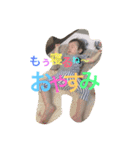 Qたん（個別スタンプ：1）