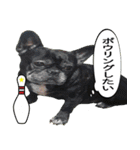 ボウリングに岡山弁のフレンチブルドッグ（個別スタンプ：8）