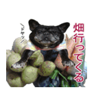 ボウリングに岡山弁のフレンチブルドッグ（個別スタンプ：10）