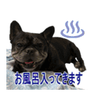 ボウリングに岡山弁のフレンチブルドッグ（個別スタンプ：25）