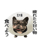 ボウリングに岡山弁のフレンチブルドッグ（個別スタンプ：30）