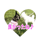 ボウリングに岡山弁のフレンチブルドッグ（個別スタンプ：36）