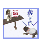 ボウリングに岡山弁のフレンチブルドッグ（個別スタンプ：39）