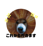 柴犬チャモ2（個別スタンプ：1）