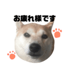 柴犬チャモ2（個別スタンプ：2）