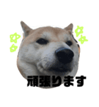 柴犬チャモ2（個別スタンプ：3）