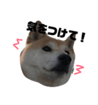 柴犬チャモ2（個別スタンプ：4）