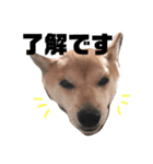 柴犬チャモ2（個別スタンプ：5）