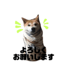柴犬チャモ2（個別スタンプ：6）