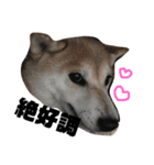 柴犬チャモ2（個別スタンプ：7）