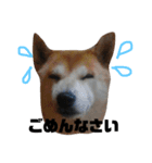 柴犬チャモ2（個別スタンプ：8）