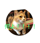 好きな物ooo（個別スタンプ：7）