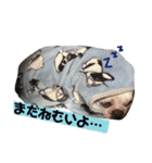 フレンチブルドッグ ぷーちゃん（個別スタンプ：4）