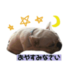 フレンチブルドッグ ぷーちゃん（個別スタンプ：6）