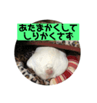 フレンチブルドッグ ぷーちゃん（個別スタンプ：11）