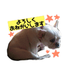 フレンチブルドッグ ぷーちゃん（個別スタンプ：20）