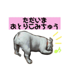 フレンチブルドッグ ぷーちゃん（個別スタンプ：26）