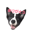 ボーダーコリー クロ（個別スタンプ：1）