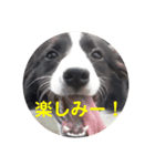 ボーダーコリー クロ（個別スタンプ：2）