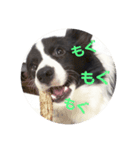 ボーダーコリー クロ（個別スタンプ：3）