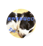 ボーダーコリー クロ（個別スタンプ：4）