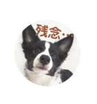 ボーダーコリー クロ（個別スタンプ：5）