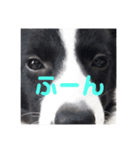 ボーダーコリー クロ（個別スタンプ：6）