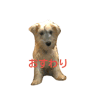 ちびシュナぽんずちゃん（個別スタンプ：7）