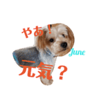 我が家のトリプルヨーキーズ★～ほのぼの編（個別スタンプ：2）