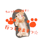 我が家のトリプルヨーキーズ★～ほのぼの編（個別スタンプ：12）